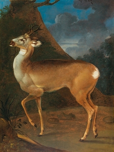 A Roebuck by Heinrich Lihl [1690–1756]